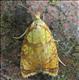 1035 (49.063) Acleris bergmanniana